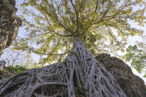Tetrameles (Tetrameles nudiflora), tree conquers with its roots the ruins of the temple complex of