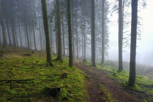 Winterberg, Sauerland, North Rhine-Westphalia, Germany - cloud forest on the hiking trail