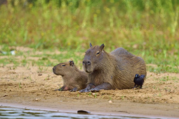 Capybaras lying quietly on the bank, bird near them, Capybara, capybara (Hydrochoerus