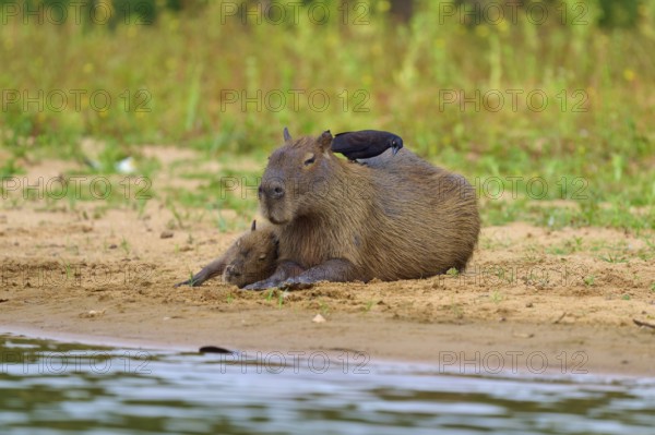 Capybara with closed eyes on the bank, the bird is sitting on its back, Capybara, capybara