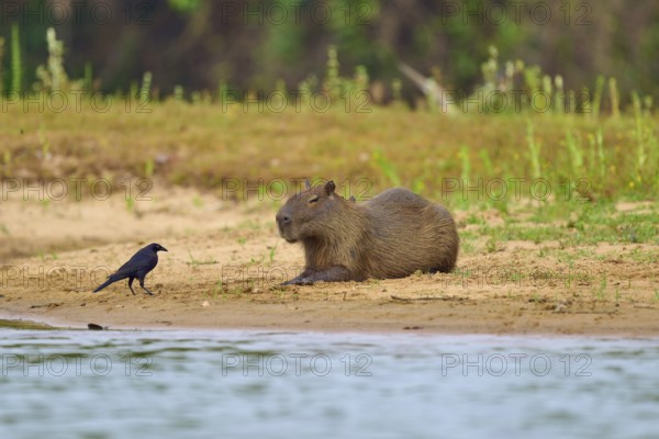 A capybara lying next to a bird on the riverbank in a natural environment, capybara, capybara,