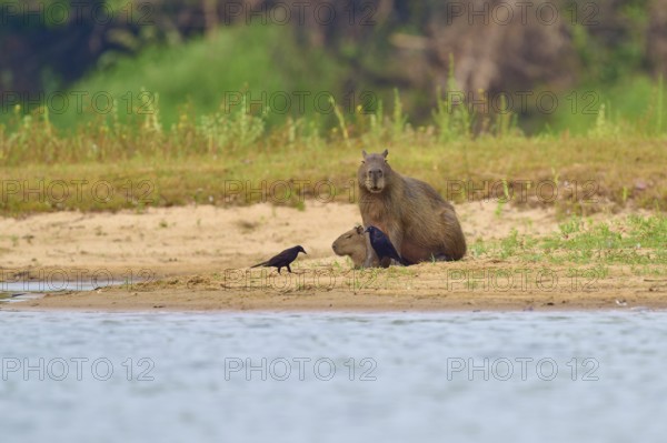Capybara relaxing on the riverbank with three birds nearby, Capybara, capybara (Hydrochoerus