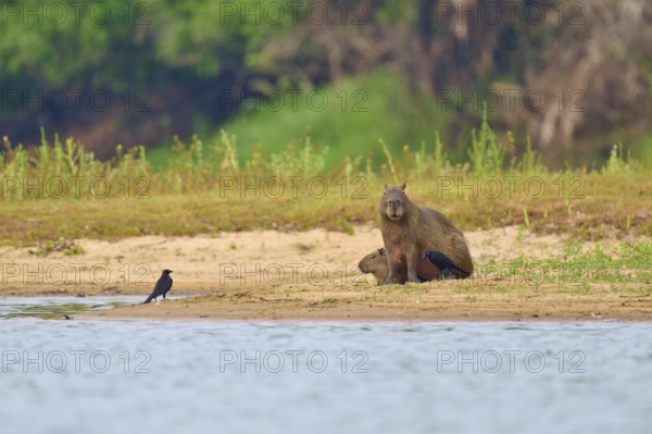 A bird leaps from the back of a walking capybara in the wild, Capybara, capybara (Hydrochoerus