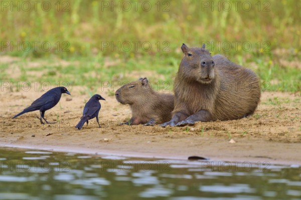 Two birds with Capybara family on the bank, peaceful scenery, Capybara, capybara (Hydrochoerus