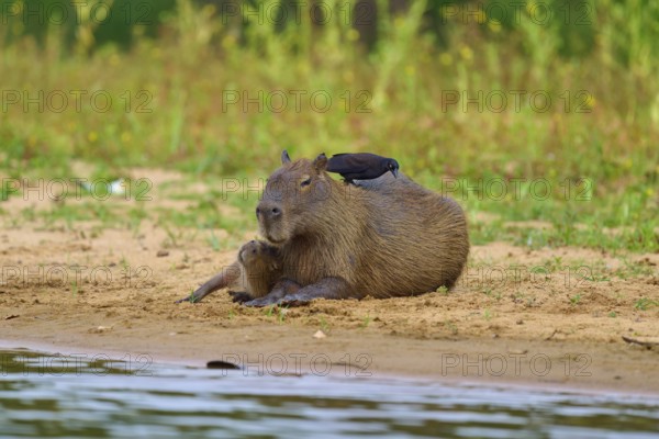 Capybara with bird on the bank, in a relaxed atmosphere, Capybara, capybara (Hydrochoerus