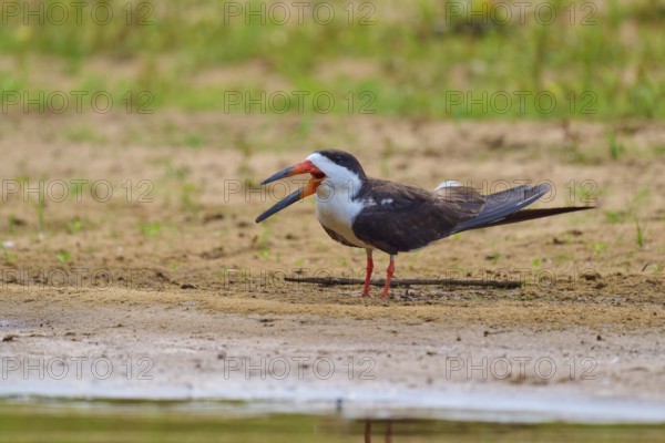 A bird with an open beak stands relaxed on a sandy bank, Black-mantled Scissorbill (Rynchops