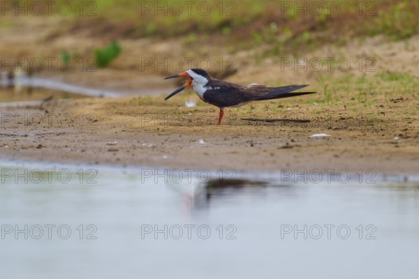 A bird with its beak wide open stands relaxed on the bank of a body of water, Black-mantled
