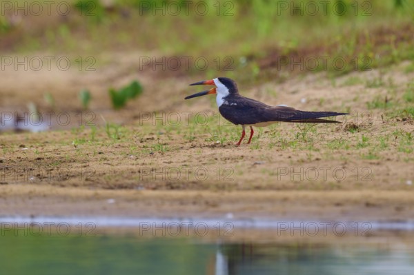 A bird with an open beak stands on a sandy bank in a natural environment, Black-mantled Scissorbill