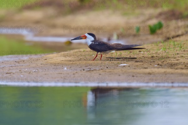 A bird rests on the bank of a body of water, surrounded by calming nature, Black-mantled Skimmer