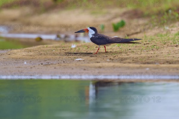 A bird stands on the bank of a body of water, with a calm atmosphere and natural background,