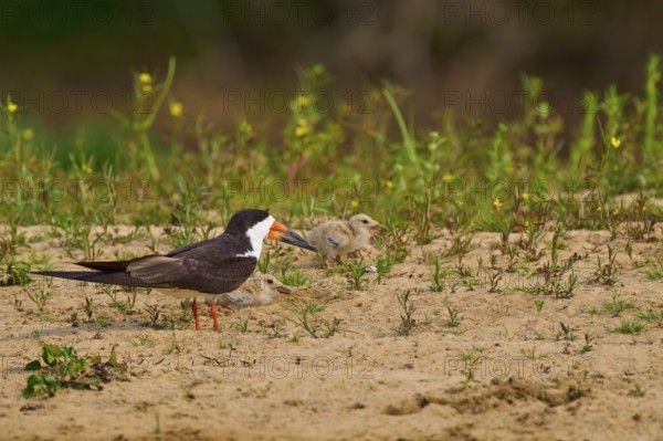 Black bird with two chicks on sandy ground, surrounded by plants, Black-mantled Scissorbill