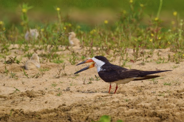 Bird with chicks on sandy soil, surrounded by plants in a natural environment, black-mantled