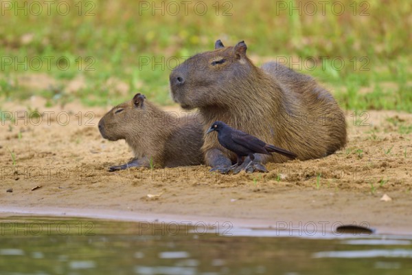 Two capybaras with a small bird close together on the bank, Capybara, capybara (Hydrochoerus
