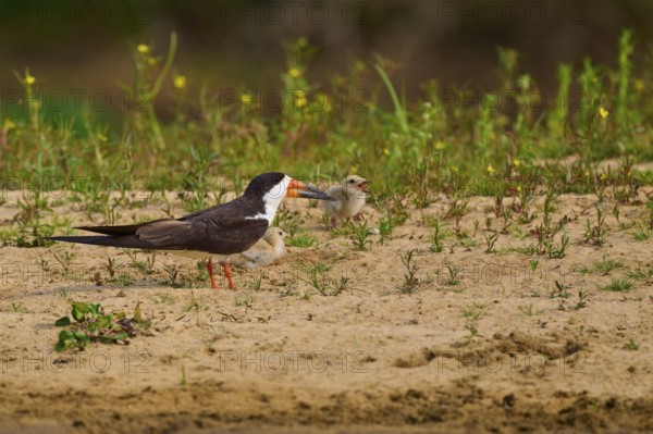 Bird feeding chicks on sandy soil with plants and natural background, Black-mantled Skimmer