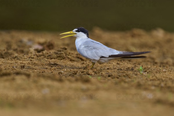 Lateral view of a tern on sandy ground with open beak, large-billed tern (Phaetusa simplex), Rio