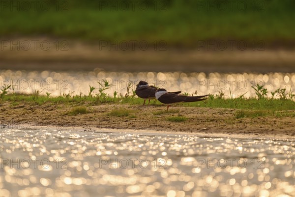 Pair of birds on the shore, glittering water reflections and green background vegetation,