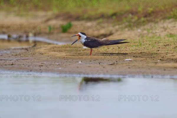 A bird with an open beak on a sandy bank in a natural environment, Black-mantled Scissorbill