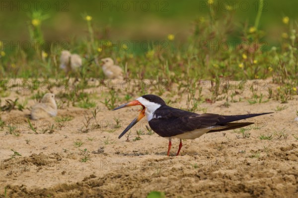 Bird with open beak, chicks in the background and dense vegetation, black-mantled scissorbill