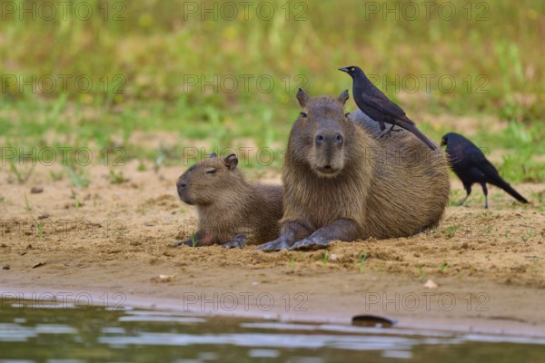 Two capybaras on the bank with a bird on their backs, relaxed atmosphere, capybara, capybara