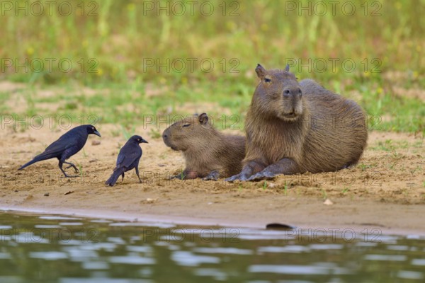 Capybara family with two birds on the riverbank, peaceful scene in nature, Capybara, capybara
