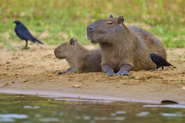Two capybaras and birds on the riverbank in a relaxed natural environment, capybara, capybara