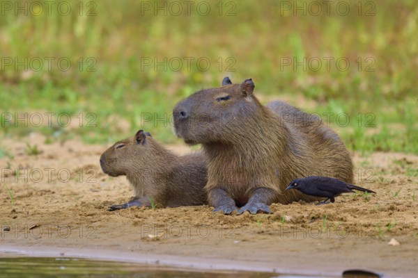 Two Capybaras with a bird at their side on the riverbank, Capybara, capybara (Hydrochoerus