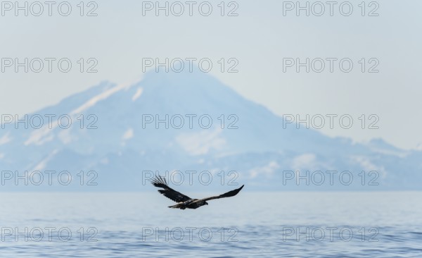 Bald eagle (Haliaeetus leucocephalus) in flight, Anchor Point at Cook Inlet, snow-covered mountain