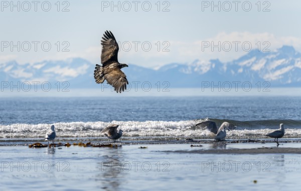Bald eagle (Haliaeetus leucocephalus) in flight, Anchor Point at Cook Inlet, white mountain peaks