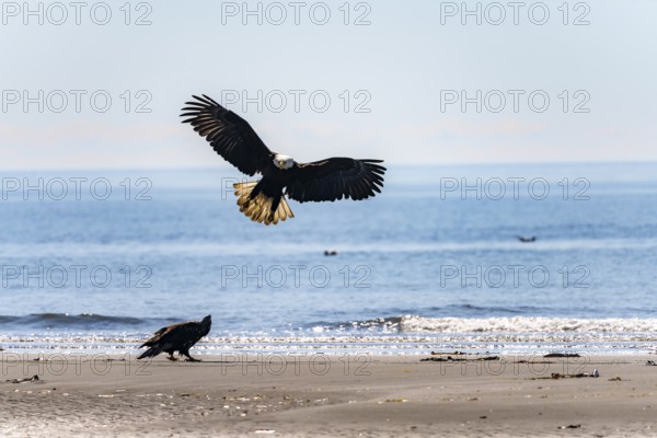 Bald eagle (Haliaeetus leucocephalus) landing next to another eagle on the beach, Anchor Point at