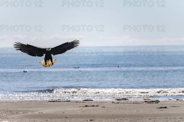 Bald eagle (Haliaeetus leucocephalus) landing on the beach, Anchor Point at Cook Inlet, Anchor