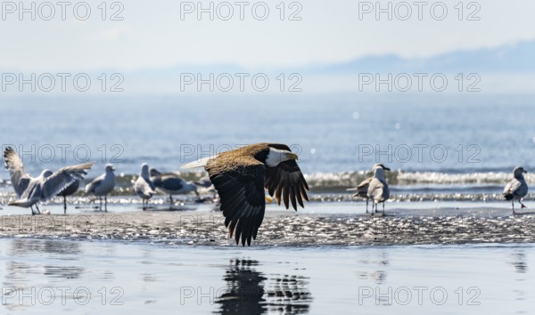 Bald eagle (Haliaeetus leucocephalus) in flight at the edge, Anchor Point at Cook Inlet, Anchor