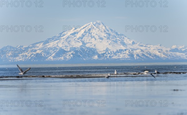 Bald eagle (Haliaeetus leucocephalus) sitting on the beach, Anchor Point at Cook Inlet, behind