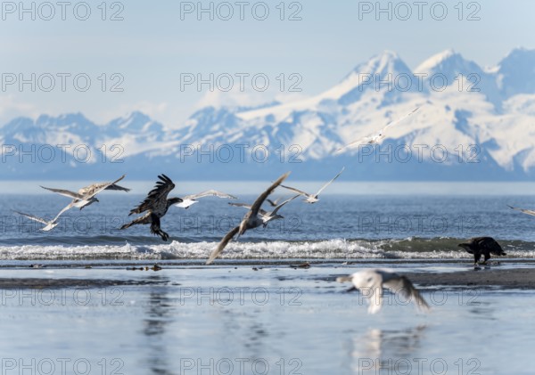 Bald eagle (Haliaeetus leucocephalus) landing on the beach among seagulls, Anchor Point, Cook