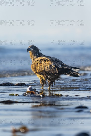 Bald eagle (Haliaeetus leucocephalus) on the beach, Anchor Point, Cook Inlet, Anchor River State