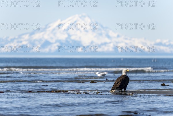 Bald eagle (Haliaeetus leucocephalus) sitting on the beach by the sea, Anchor Point at Cook Inlet,