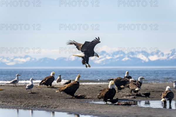 Bald eagle (Haliaeetus leucocephalus) landing among other eagles on the beach, Anchor Point at Cook
