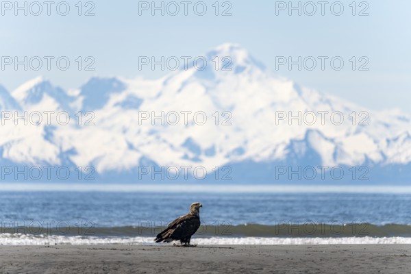 Bald eagle (Haliaeetus leucocephalus) sitting on the beach, Anchor Point at Cook Inlet, behind