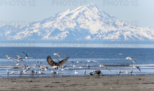 Bald eagle (Haliaeetus leucocephalus) landing on the beach among other seabirds, Anchor Point at