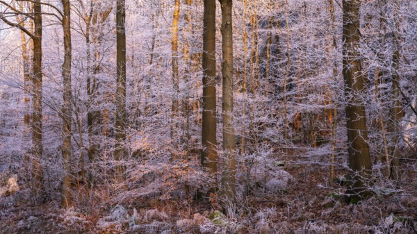 Wintery forest with hoarfrost on Königstuhl mountain, evening light, sunset, Rhein-Neckar district,