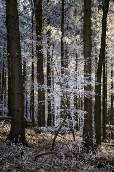 Wintery forest with hoarfrost on Königstuhl mountain, Rhein-Neckar district, Baden-Württemberg,