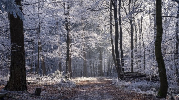 Wintery forest with hoarfrost on Königstuhl mountain, hiking trail, Rhein-Neckar district,