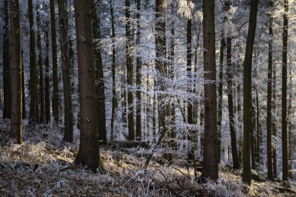 Wintery forest with hoarfrost on Königstuhl mountain, Rhein-Neckar district, Baden-Württemberg,