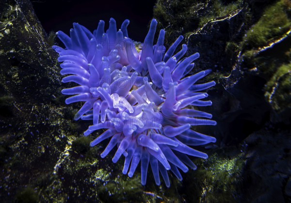 Sea anemones (Actiniaria), Ozeaneum, Hanseatic City of Stralsund, Mecklenburg-Western Pomerania,
