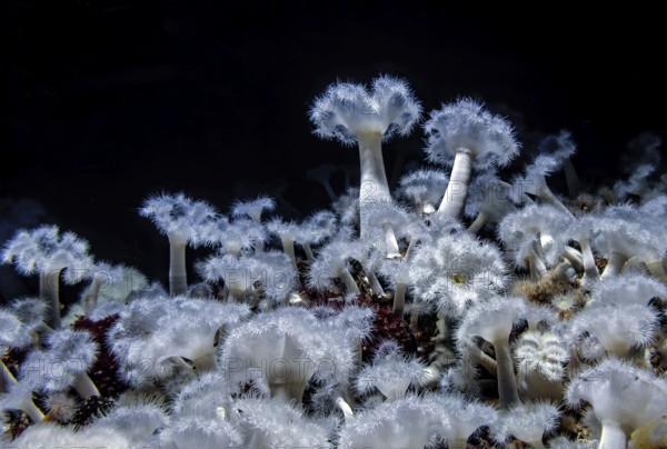 Sea anemone (Metridium senile), Ozeaneum, Hanseatic City of Stralsund, Mecklenburg-Western