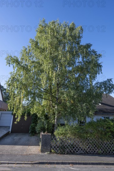 Fifty-year-old birch (Betula) in the front garden of a housing estate, Eckental, Middle Franconia,