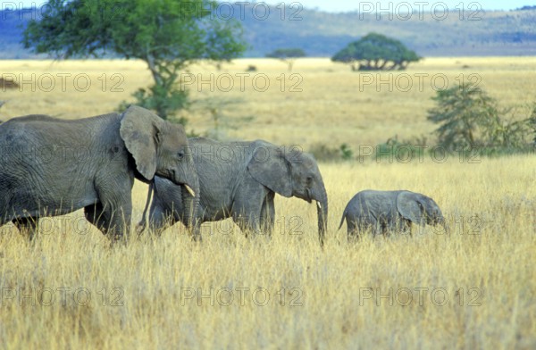 Elephants with young (Loxodonta africana), Serengeti, Tanzania, Africa, June 2000, vintage, retro,