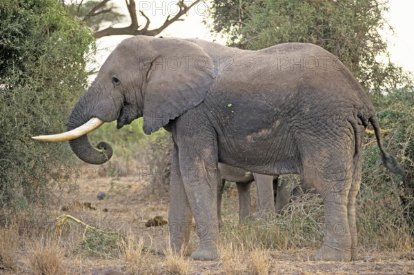 Elephant (Loxodonta africana), Amboseli National Park, Kenya, Africa, June 2000, vintage, retro,