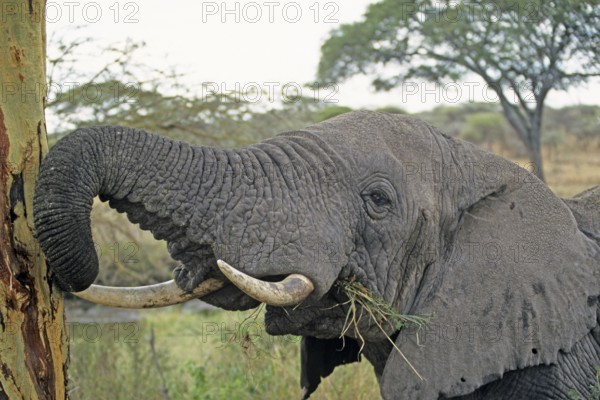 Elephant (Loxodonta africana) eating tree bark, Serengeti, Tanzania, Africa, June 2000, vintage,