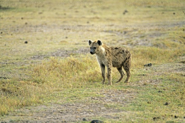 Spotted hyena (Crocuta crocuta) in Amboseli National Park, Kenya, Africa, June 2000, vintage,