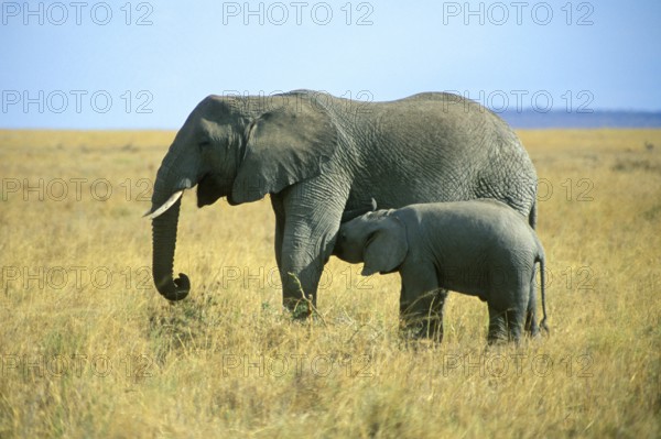 Elephant with young (Loxodonta africana), Serengeti, Tanzania, Africa, June 2000, vintage, retro,